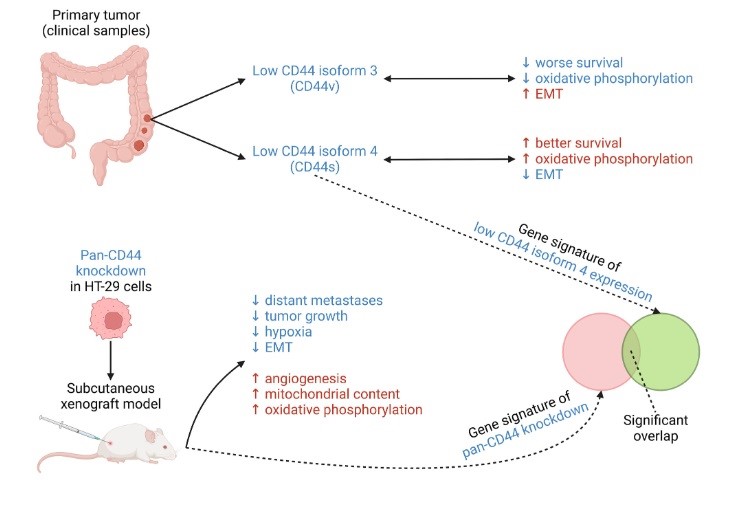 Иллюстрация к новости: Опубликована статья с участием сотрудников Международной лаборатории микрофизиологических систем, раскрывающая роль изоформы 4 рецептора CD44 в ангиогенезе, гипоксии и метастазировании колоректального рака