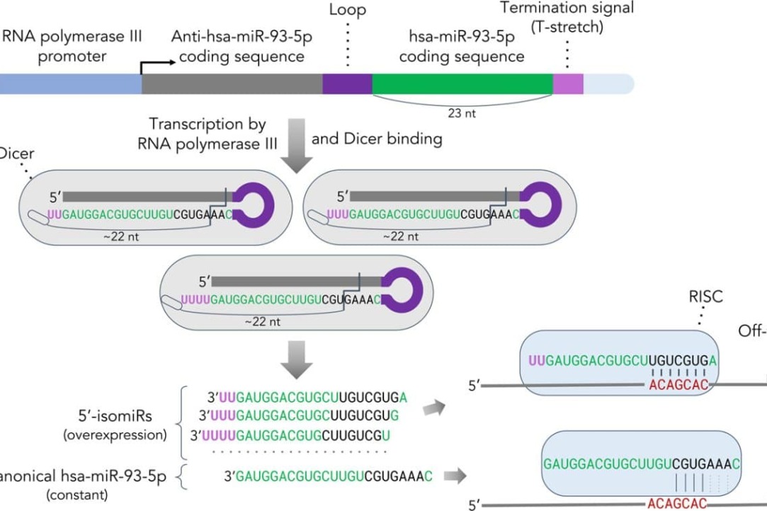 MicroRNAs formation from a genetic construct