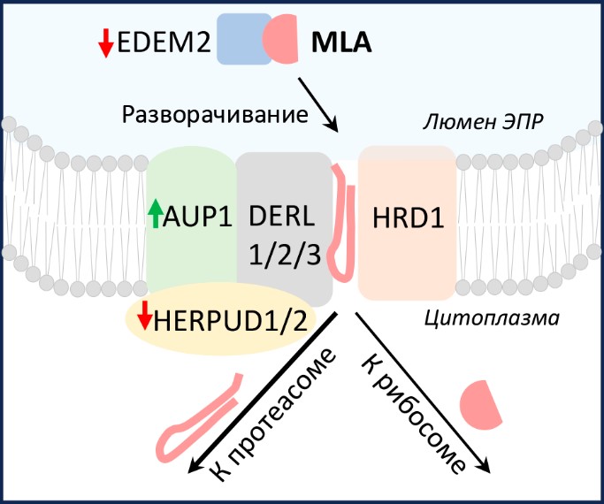 Illustration for news: The article with the participation of trainee researchers of the laboratory was accepted for publication in the journal ‘Reports of the Academy of Sciences. Life Sciences’