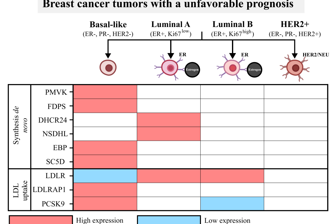 Иллюстрация к новости: Новая публикация сотрудников лаборатории: Прогностическое значение генов LDLR, LDLRAP1 и PCSK9 при трижды негативном раке молочной железы