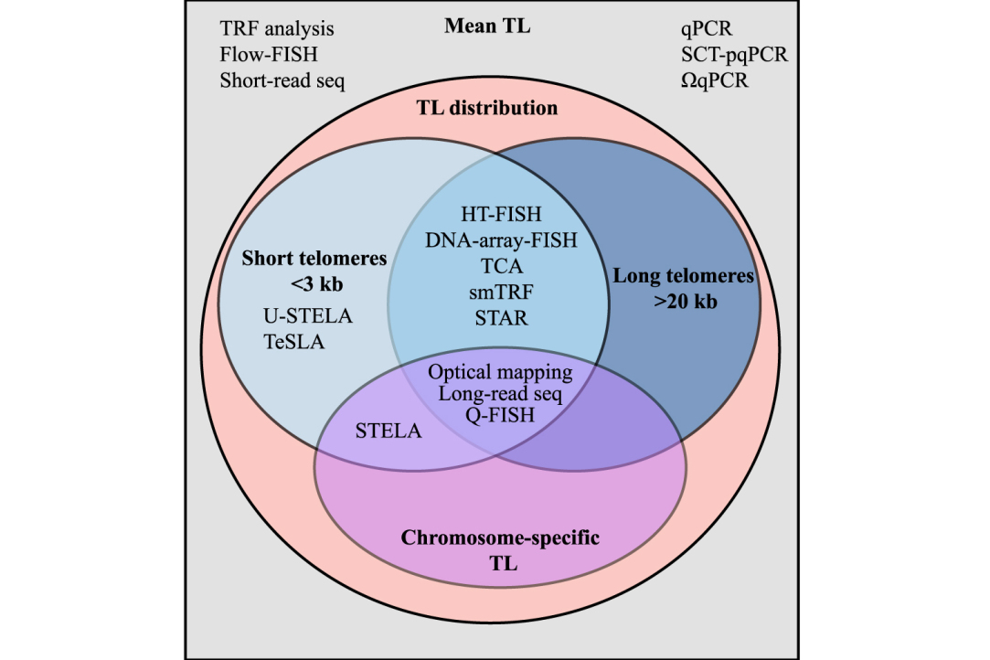 Иллюстрация к новости: Обзор сотрудников лаборатории о современных подходах к измерению длины теломер принят к публикации в международном журнале